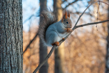 Squirrel sits on a branch and eats a nut
