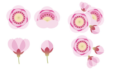 桃　桃の花　花　ひなまつり