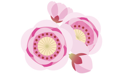 Obraz premium 桃 桃の花 花 ひなまつり