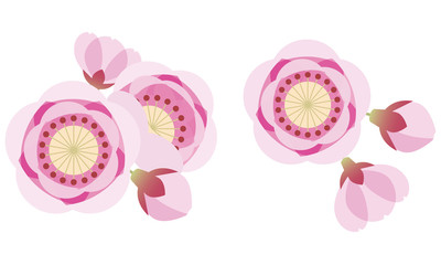 桃　桃の花　花　ひなまつり