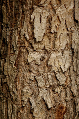 Bark texture background , wallpaper , pattern close up