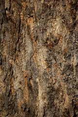 Bark texture background , wallpaper , pattern close up