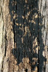 Bark texture background , wallpaper , pattern close up