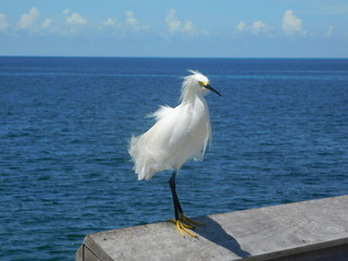 Weißer Vogel auf Steg