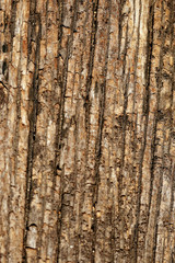 Obraz premium Bark texture background , wallpaper , pattern close up