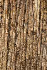 Bark texture background , wallpaper , pattern close up