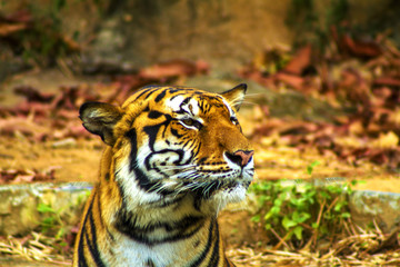 tiger in zoo