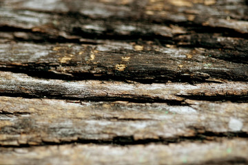 Fototapeta premium Bark texture background , wallpaper , pattern close up