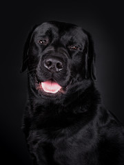 Fototapeta na wymiar Portrait of a black Labrador Retriever dog with blind eyes looking into the camera 