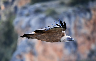 buitre leonado en vuelo