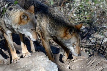 Lupo appenninico - Abruzzo