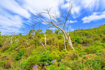 Fototapeta na wymiar The landscape of forests and eucalyptus trees of Great Otway National Park along Great Ocean Road in Victoria, Australia.