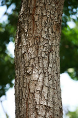 Wooden Bark Texture Background Pattern Wallpaper Close up
