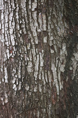 Fototapeta premium Wooden Bark Texture Background Pattern Wallpaper Close up