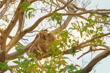 koala with joey on the back, marsupial bear, on a tree of eucalyptus in Great Otway National Park along Great Ocean Road, Victoria, Australia.