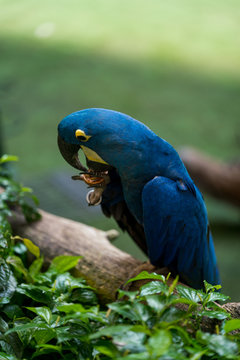 Close up image of Hyacinth macaw　