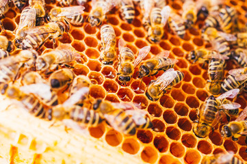 Bienenstöcke eines Imkers bei der Pflege der Bienen mit Waben und Honigbienen