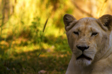 female lion