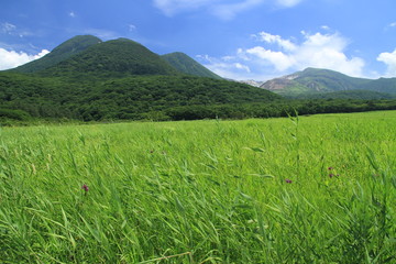 Fototapeta premium 夏の九重
