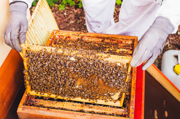 Bienenstöcke eines Imkers bei der Pflege der Bienen mit Waben und Honigbienen