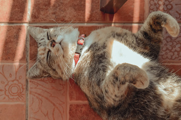 Adorable brown color domestic cat relaxing on the floor in the house.