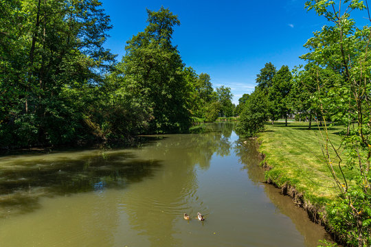 Enten auf dem Fluss Abens in Abensberg