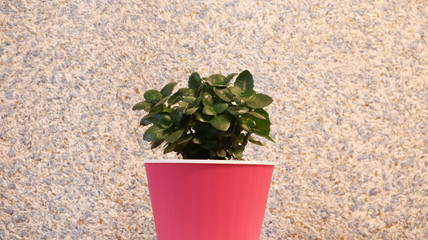 a small green plant in a pink flower pot against the wall, painted purple. Beautiful delicate and bright background with copy space. Green flower, money tree with pink wall background.