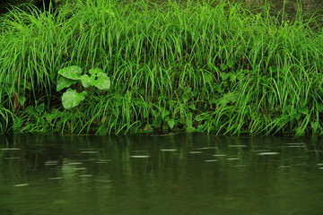 緑の岸辺