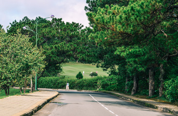 Rural road with pine trees at sunny day