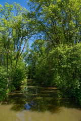 Fototapeta na wymiar Ein Fluß inmitten einer üppigen Vegetation