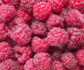 raspberries on white background