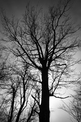 Fototapeta na wymiar Dead tree against dark cloudy sky. Abstract background