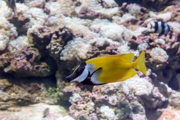 Naklejka na ściany i meble Exotic fish swimming in an aquarium close-up