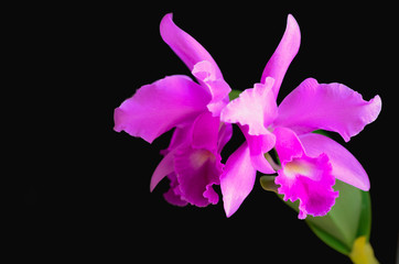 Pink and purple color Cattleya orchid on dark background.