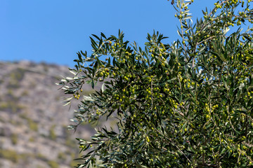 Pruning of olive trees (Peloponnese, Greece)
