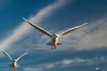 Möwen im Flug