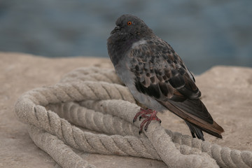 city dove on a rope