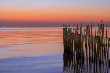 Obraz premium Colorful sea when sunset moment with the woods stick in the sea that have blurred moving birds on them.