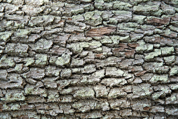 Close up detail of tree bark showing texture, contrast and light
