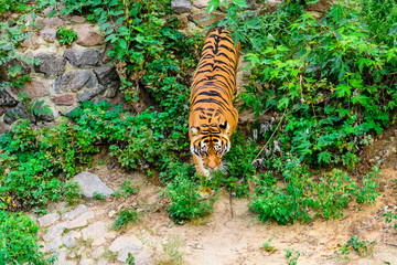 Big striped tiger (Panthera tigris) walking among the green vegetation