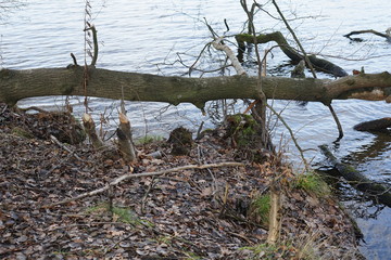 Biberspuren an Baumstümpfen eines Flussufers