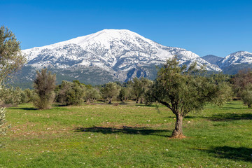 Olive grove on a background of snow-capped mountains