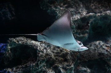 岩礁地帯を飛ぶように泳ぐトビエイ