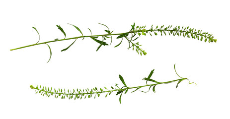 Set of small wild grass - lepidium desiflorum