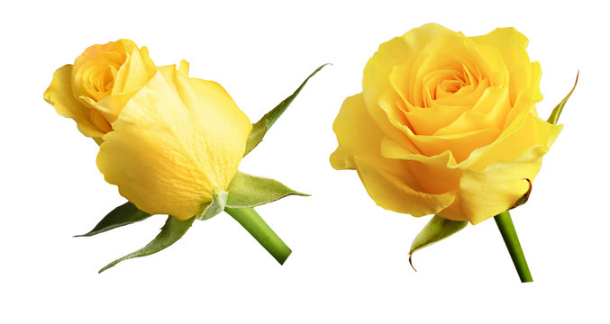 Set of yellow rose flowers