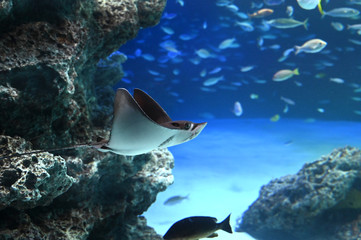 岩礁地帯を飛ぶように泳ぐトビエイ © satou y1