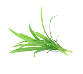 Fresh Pandan leaves on white background
