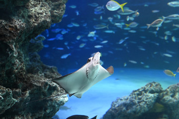 Fototapeta premium 岩礁地帯を飛ぶように泳ぐトビエイ