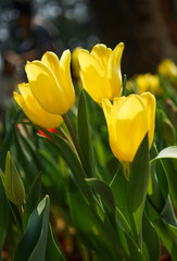 Obraz premium Colorful tulip flowers blooming at public park