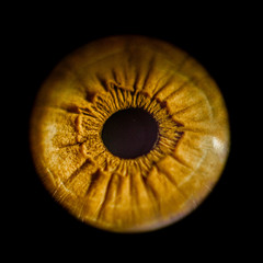 iris © Lorant